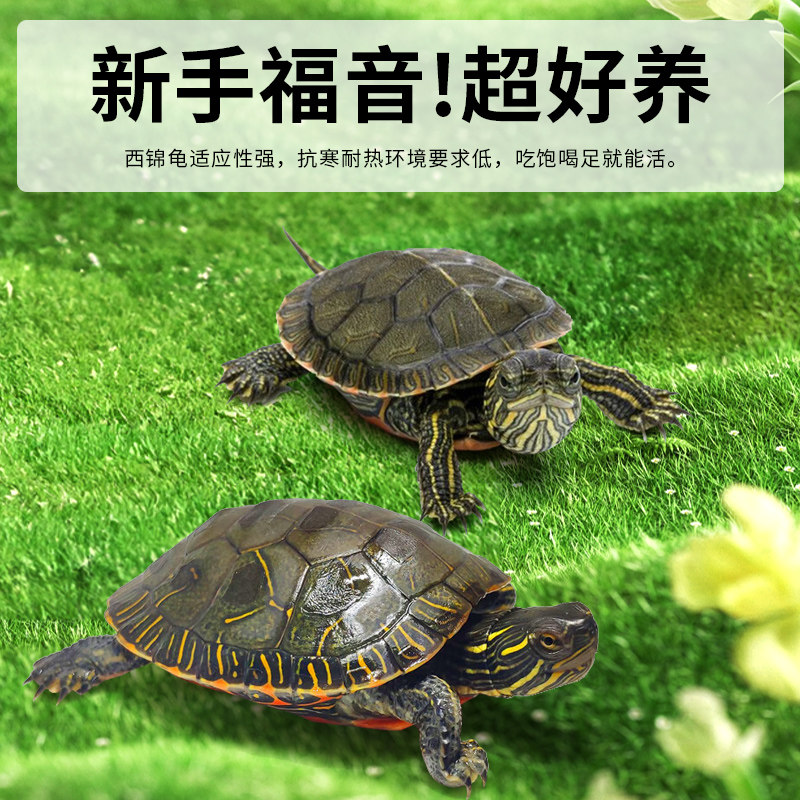 西锦龟红腹西锦龟深水龟鱼缸混养吃粪龟宠物观赏吃垃圾清洁龟活体,淘宝优惠券,粉丝福利购,淘宝优惠卷