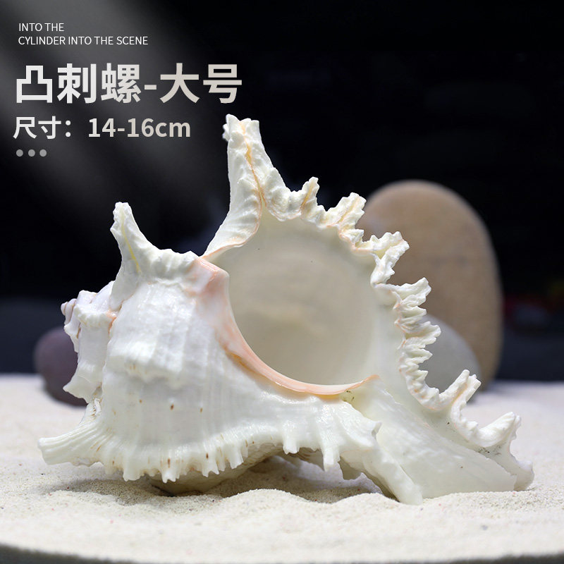 天然海螺贝壳鱼缸水族箱造景装饰大小号贝壳摆件鱼虾躲避屋繁殖窝,淘宝优惠券,粉丝福利购,淘宝优惠卷