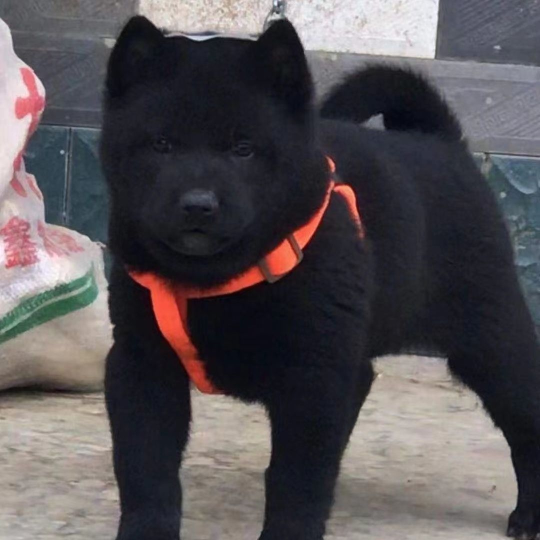 五黑犬小黑狗霸气打猎幼犬活物黑土猎狗大骨架农村广西便宜狗狗狗