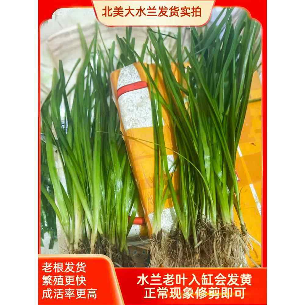 水兰水草大小水兰扭兰龙舌兰细叶水韭菜阴性前后景新手鱼缸造景,淘宝优惠券,粉丝福利购,淘宝优惠卷