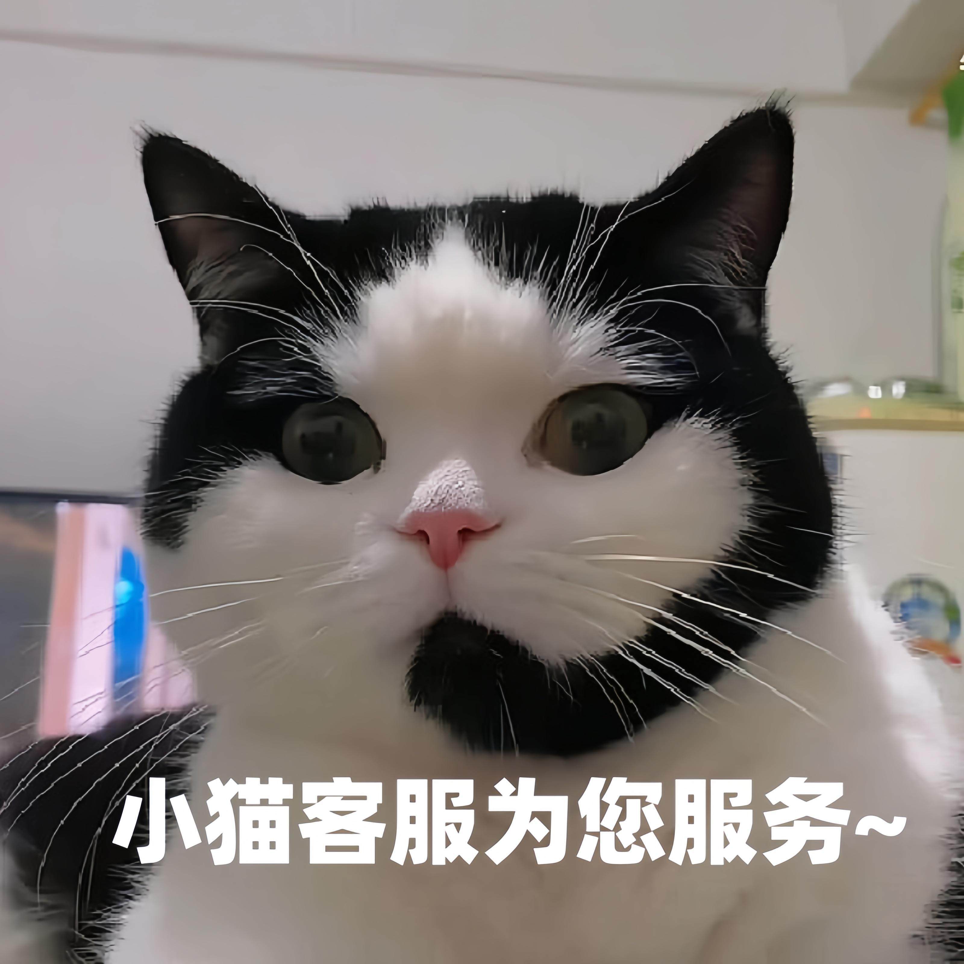 犬猫疫苗本一宠一本免疫驱虫体检记录正品保证经典品牌实体发货,淘宝优惠券,粉丝福利购,淘宝优惠卷