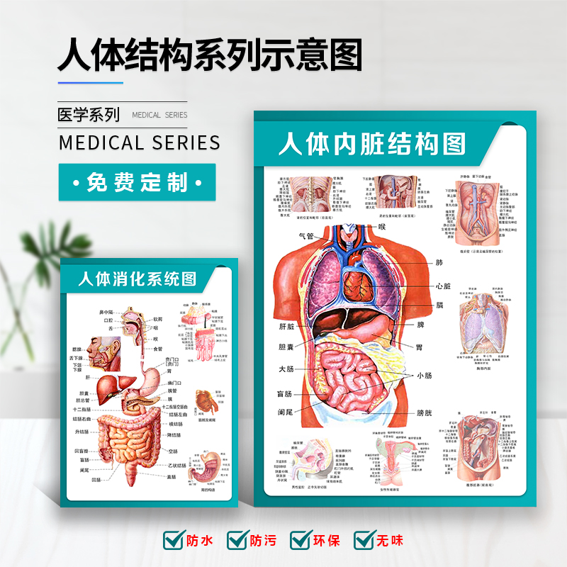 人体内脏分布图解剖挂图呼吸消化循环系统脑部神经结构教学示意图-图0