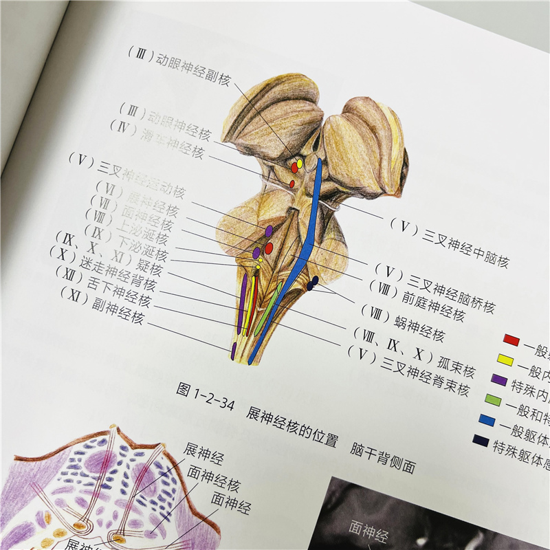 【书】神经定位诊断解剖影像临床 神经解剖学 神经解剖影像 神经解剖临床 神经定位诊断学 李贺吴圣贤唐伟神经影像书籍 - 图1