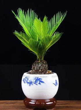 铁树盆栽苏铁盆景办公室内客厅花卉阳台四季常青好养植物桌面绿植