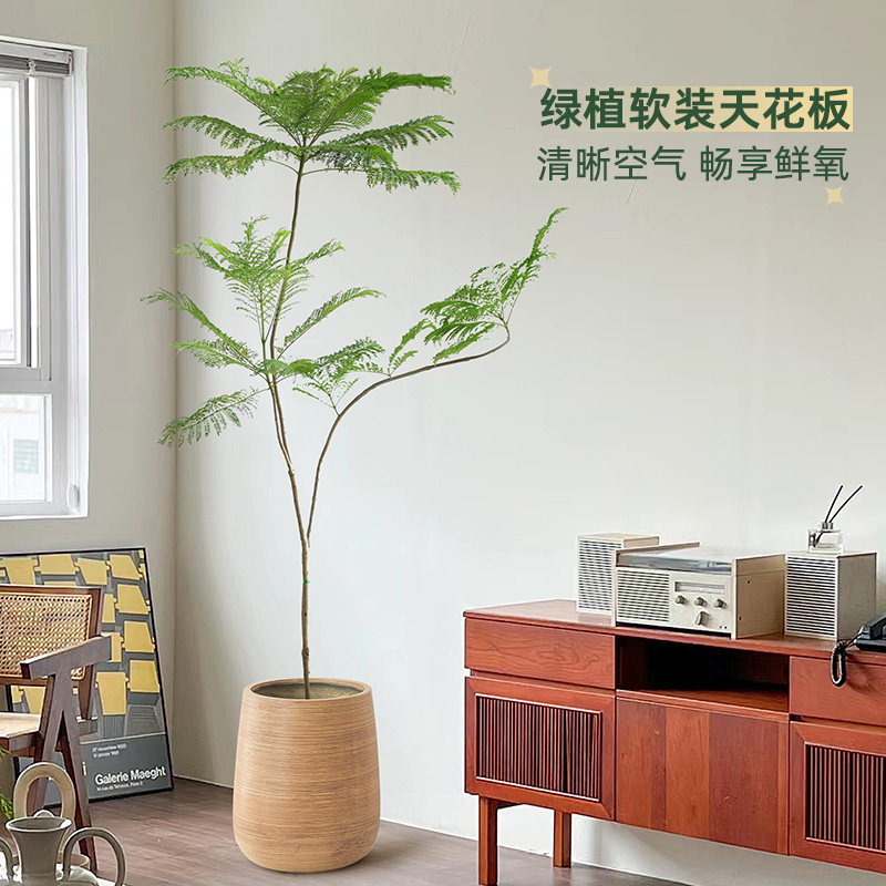 禅意造型蓝花楹盆栽大型绿植室内客厅电视柜落地造型真花植物盆景,淘宝优惠券,粉丝福利购,淘宝优惠卷