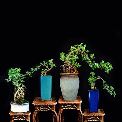 六月雪盆景植物提根老桩稀有造型室内桌面微观绿植小盆栽真花摆件 - 图0