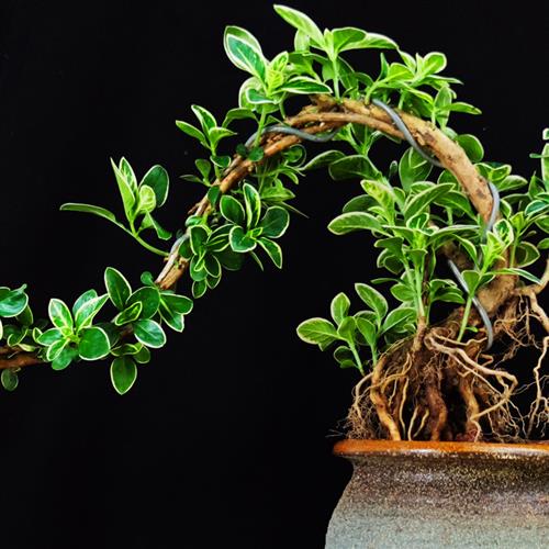 六月雪盆景植物提根老桩稀有造型室内桌面微观绿植小盆栽真花摆件 - 图1