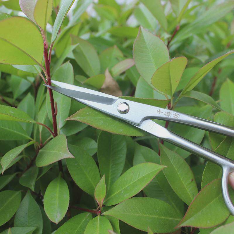 千藤坊不锈钢215MM叶芽剪插花剪刀切枝园艺剪刀量大从优一件也批,淘宝优惠券,粉丝福利购,淘宝优惠卷