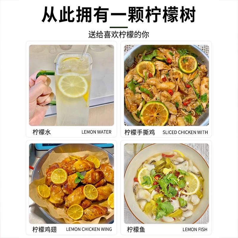 柠檬树盆栽四季柠檬苗树阳台室内植物开花卉种植结果北方果树