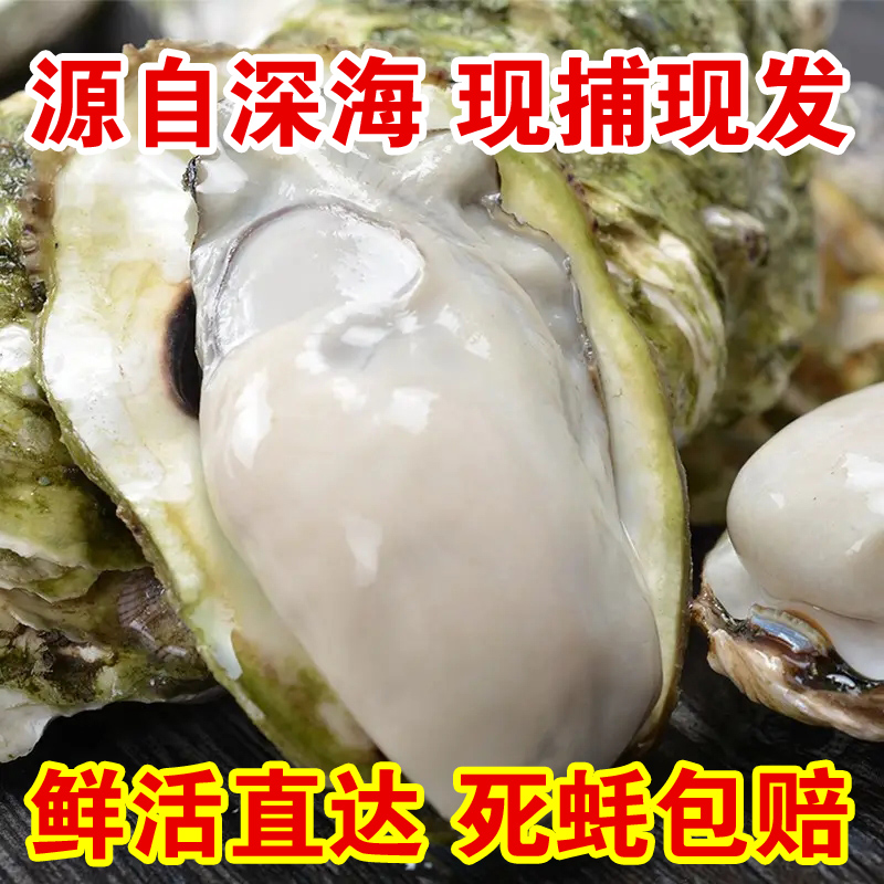 正宗乳山生蚝新鲜牡蛎新鲜包活特大超大肉海蛎子5斤海鲜水产 - 图0