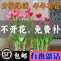 Tulip Seed Balls Hydroponic Seed Round Season Flowering Seed Flowers Potted Green Plant Indoor Flowers Good To Feed