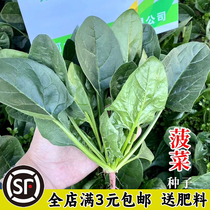 Large Leaf Spinach Seeds Season Vegetables Winter Seed Winter Seed Winter Seed Chill Vegetable Seed Potted Porposeed Rape Seed Rape