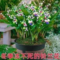 (Boutique Suzuki) Four Seasons flower Suzuki Flower Miao with sprouts of strong and fragrant flowers Green plant for many years of raw and cold resistant plants