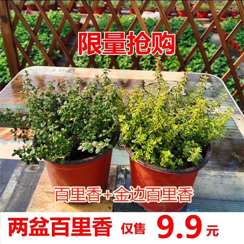 迷迭香植物盆栽绿植可食用香草盆栽西餐紫苏牛至罗勒香薄荷百里香 - 图1