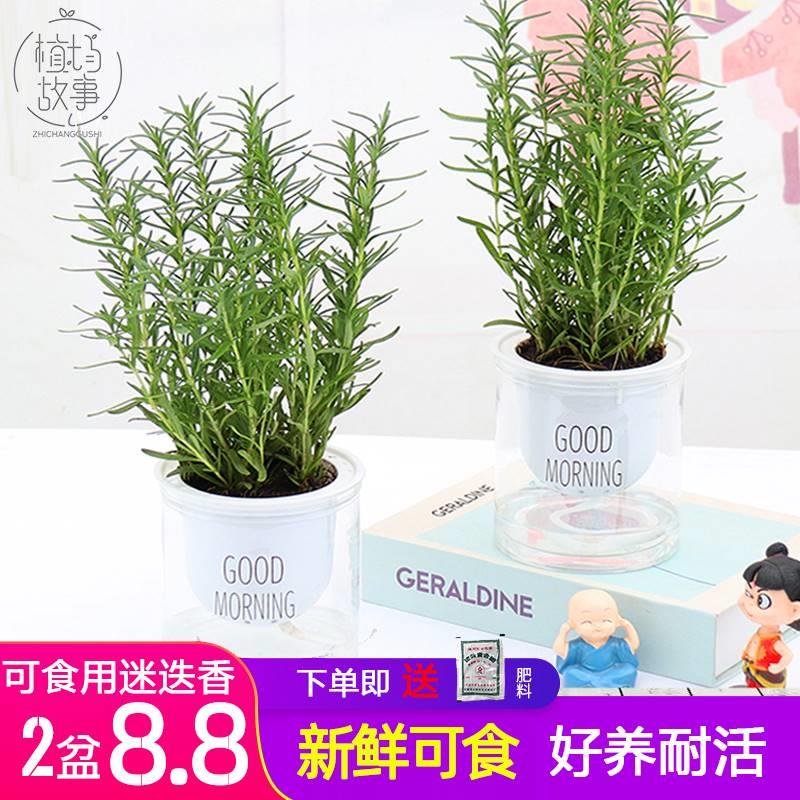 迷迭香盆栽牛排用新鲜百里香苗可食用薄荷叶紫苏罗勒香草植物调料 - 图0