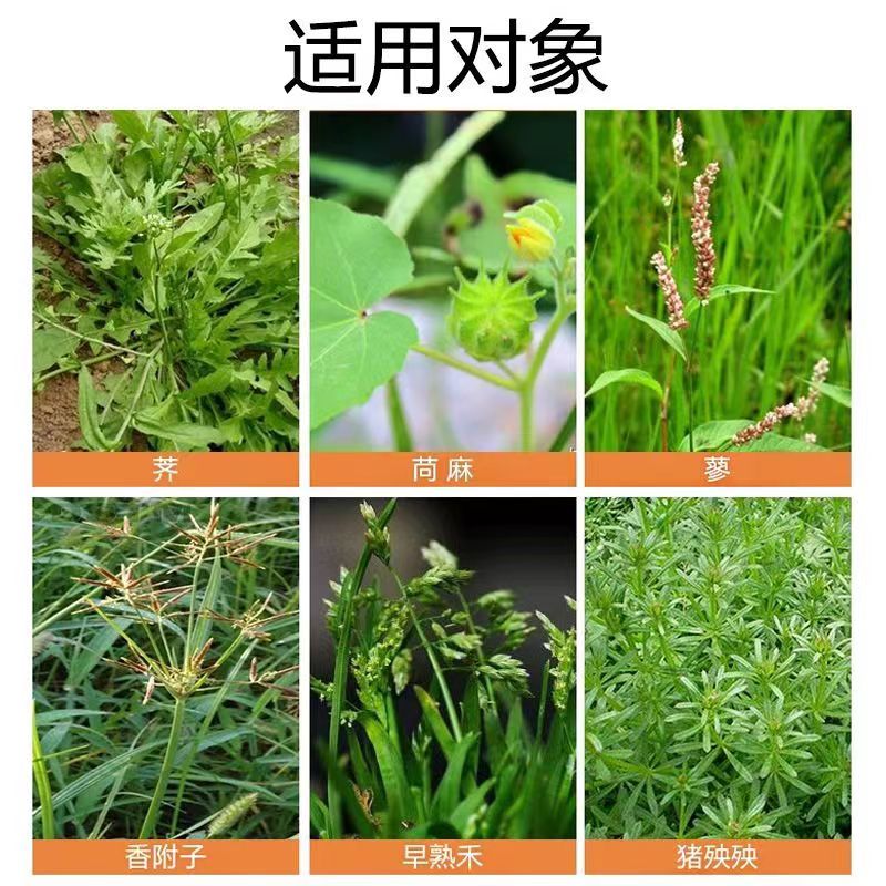 速草霸风精草铵膦铵盐安磷除草剂果园林茶园牛筋草除草烂根剂正品 - 图3