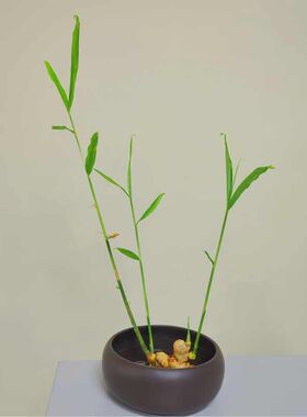 禄根花盆种植生姜禅意风陶瓷大号国潮水培水仙花睡莲碗铜钱草花盆