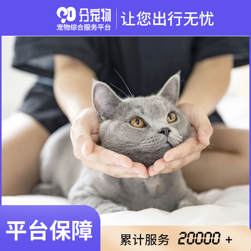 90分宠物上门服务到家猫咪洗护长毛猫短毛猫深圳同城宠物服务-图2