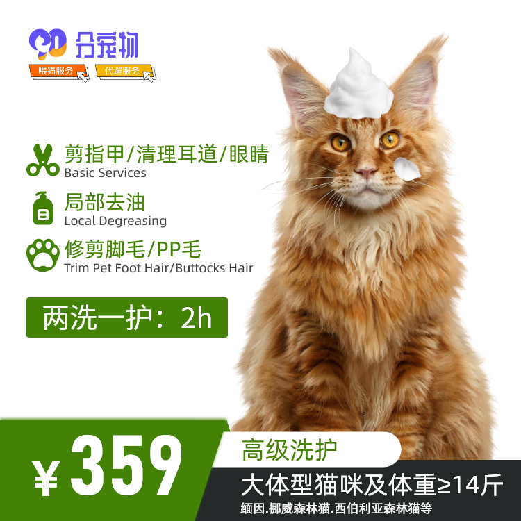 90分宠物上门服务到家猫咪洗护长毛猫短毛猫深圳同城宠物服务-图1