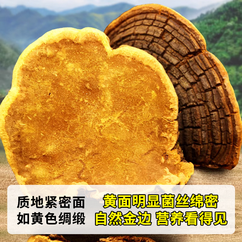 野生桑黄灵芝正宗非西藏金边特级桑黄纯天然中药材旗舰店