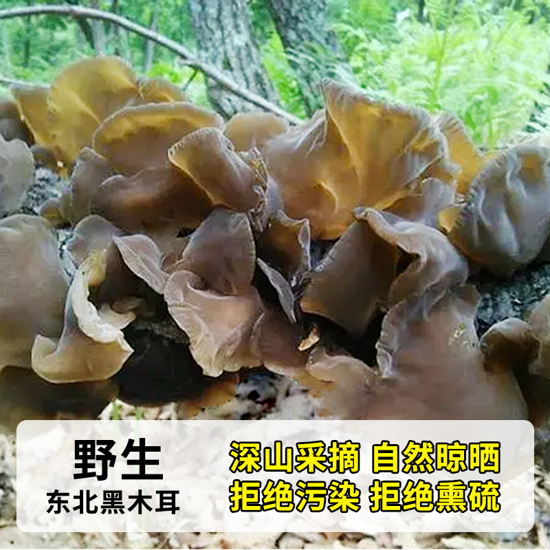 东北野生黑木耳干货椴木秋木耳天然软糯非特级小碗耳官方旗舰店