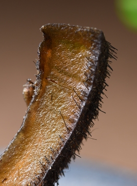 印度大块皮中药材养胃止血生肌