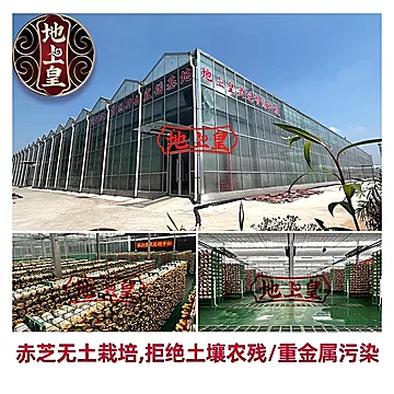 地上皇破壁灵芝孢子粉30袋[46元优惠券]-寻折猪