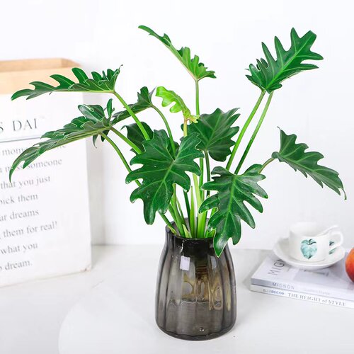 龙鳞春羽水培小天使植物绿植办公室内桌面盆栽阳台水养龟背天堂鸟 - 图0