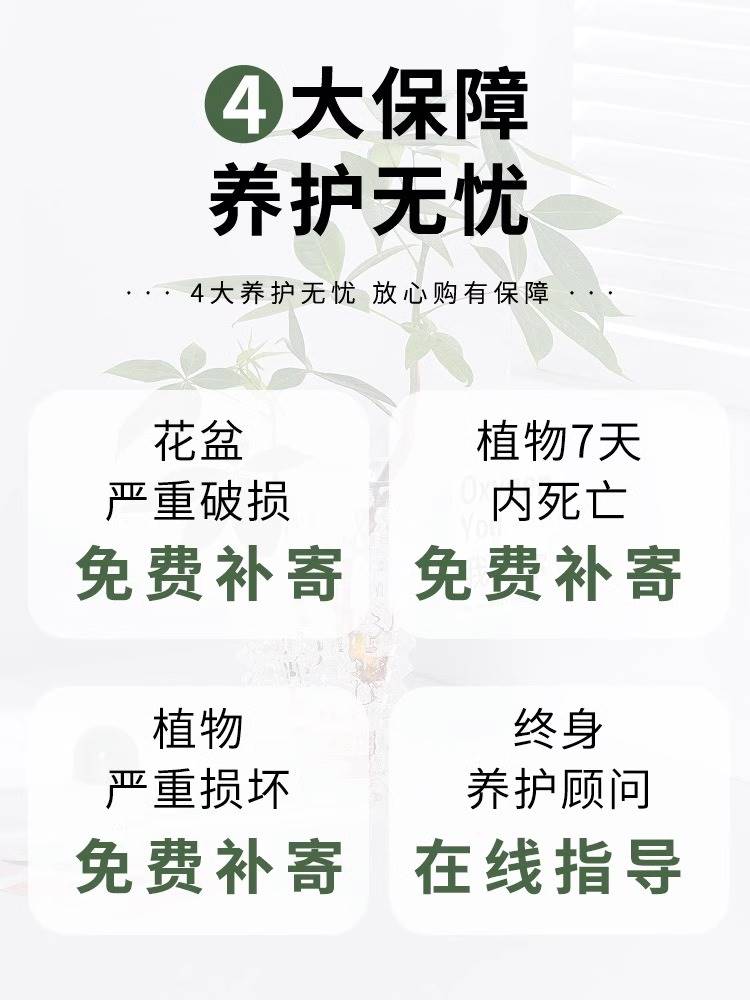 金边吊兰盆栽花卉植物室内花阳台净化空气去某醛垂吊卷叶吊兰绿植-图1