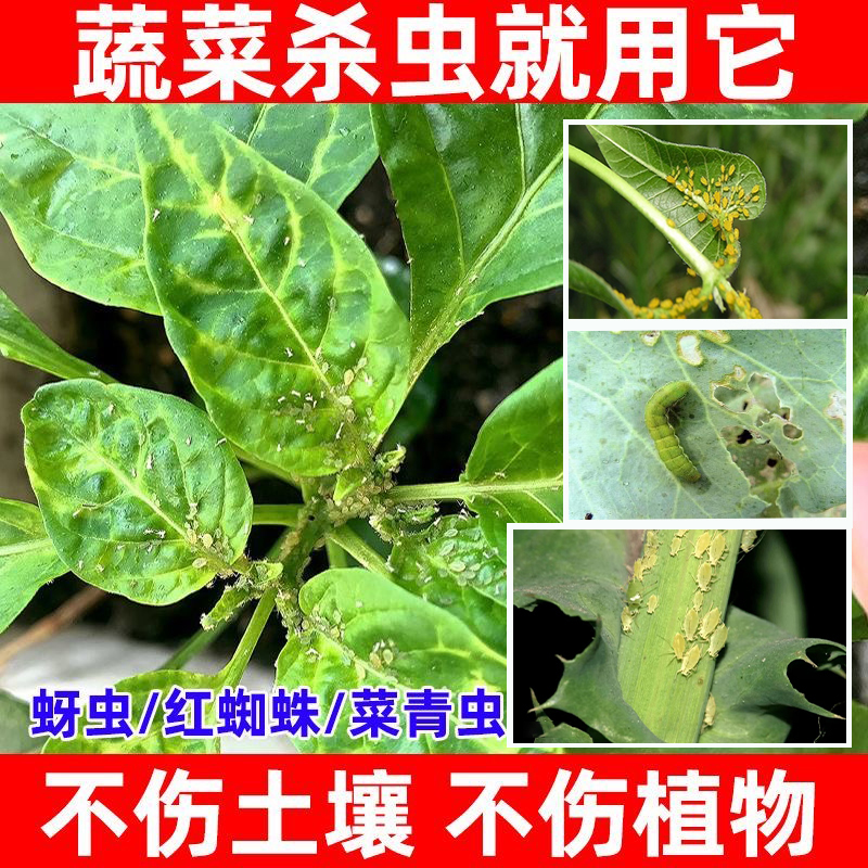 蔬菜杀虫剂白菜杀虫剂辣椒蚜虫密虫菜青虫小菜娥卷叶螟花卉腻虫 - 图1