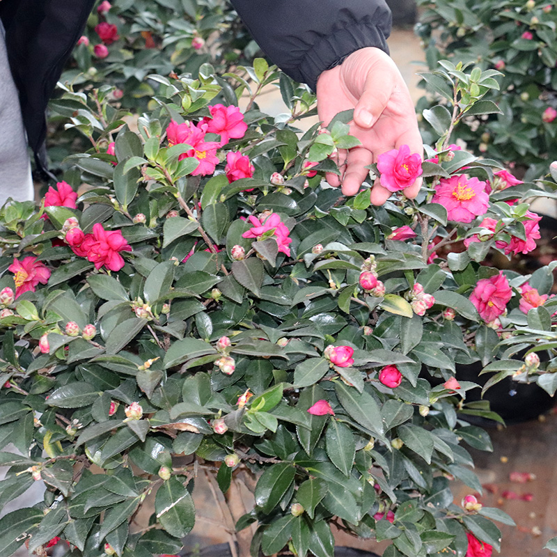 庭院耐寒茶梅球树苗阳台室内外浓香花卉植物地栽四季青茶梅花苗 - 图0