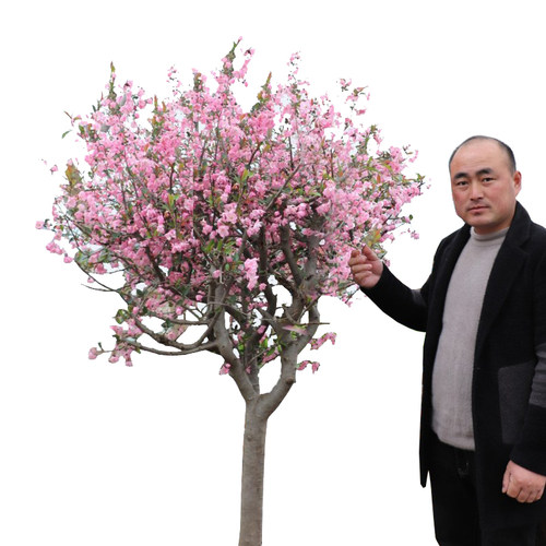 西府海棠花树苗盆栽垂丝海棠大苗海棠苗木本观花花卉植物 - 图3