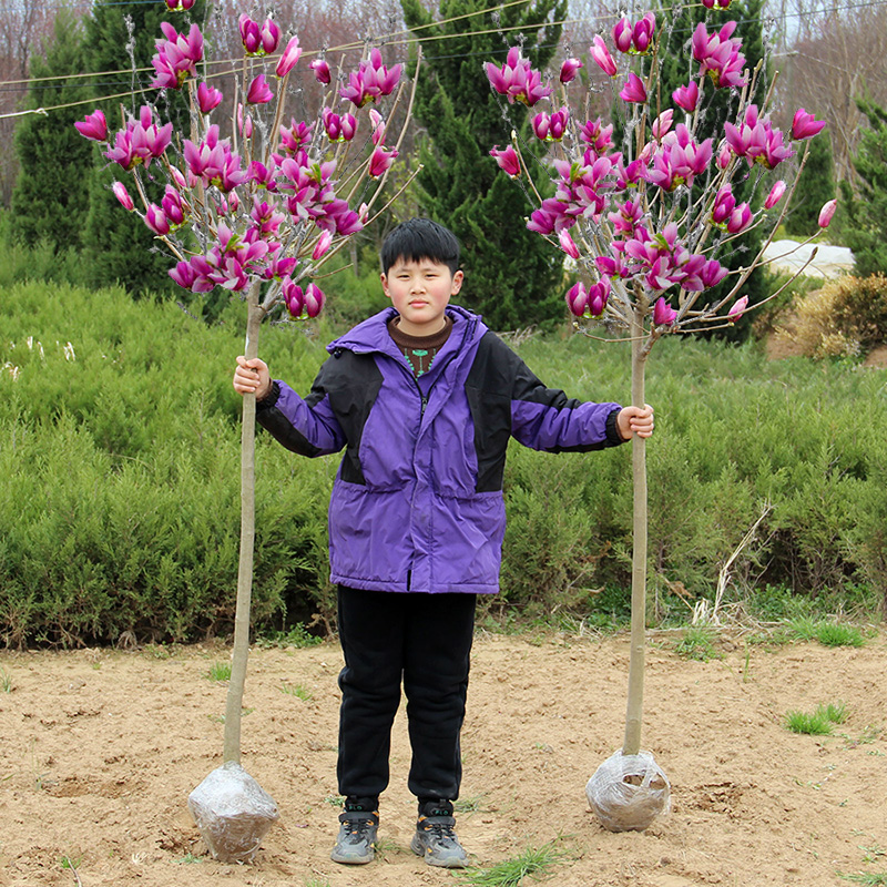 紫玉兰花树苗 庭院浓香型白玉兰红玉兰二乔玉兰四季带开花好养活 - 图2