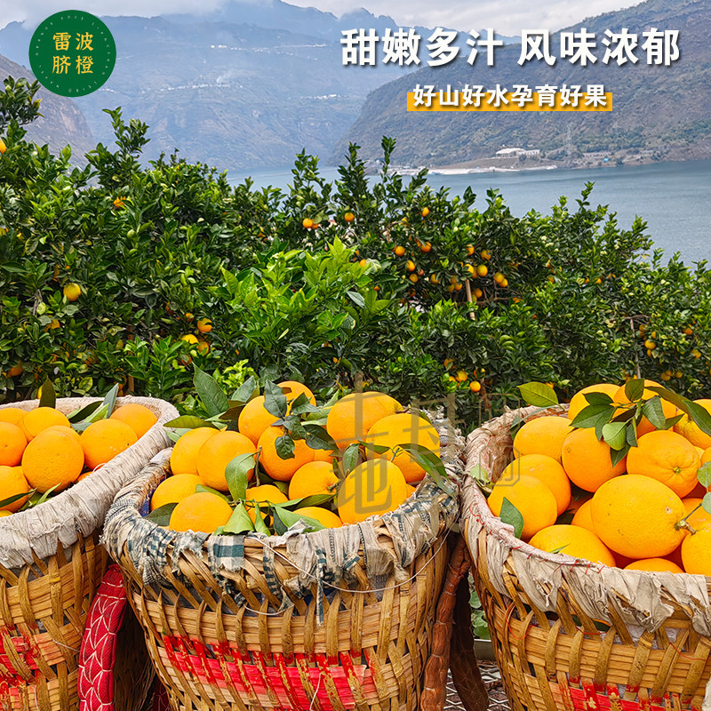 正宗大凉山雷波脐橙10斤新鲜水果橙子产地现摘现发花皮丑橙子榨汁,淘宝优惠券,粉丝福利购,淘宝优惠卷