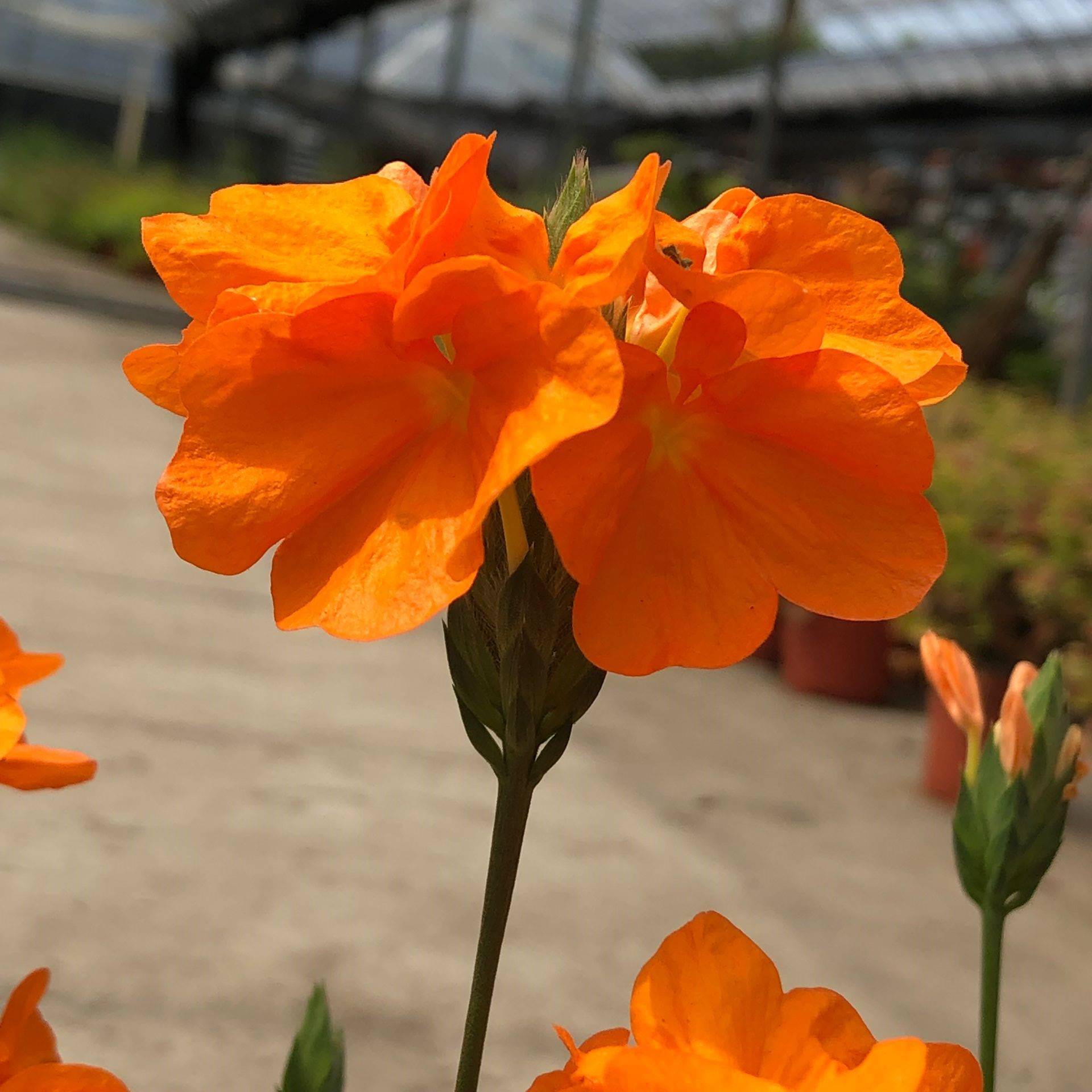 阳台庭院宿根多年生开花木本植物鸟尾花盆栽花期好养耐热原土发货 - 图0