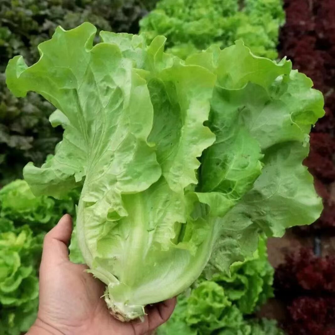 意大利生菜种子大全水培四季生菜种籽孑农家春夏秋冬季菜籽种南方