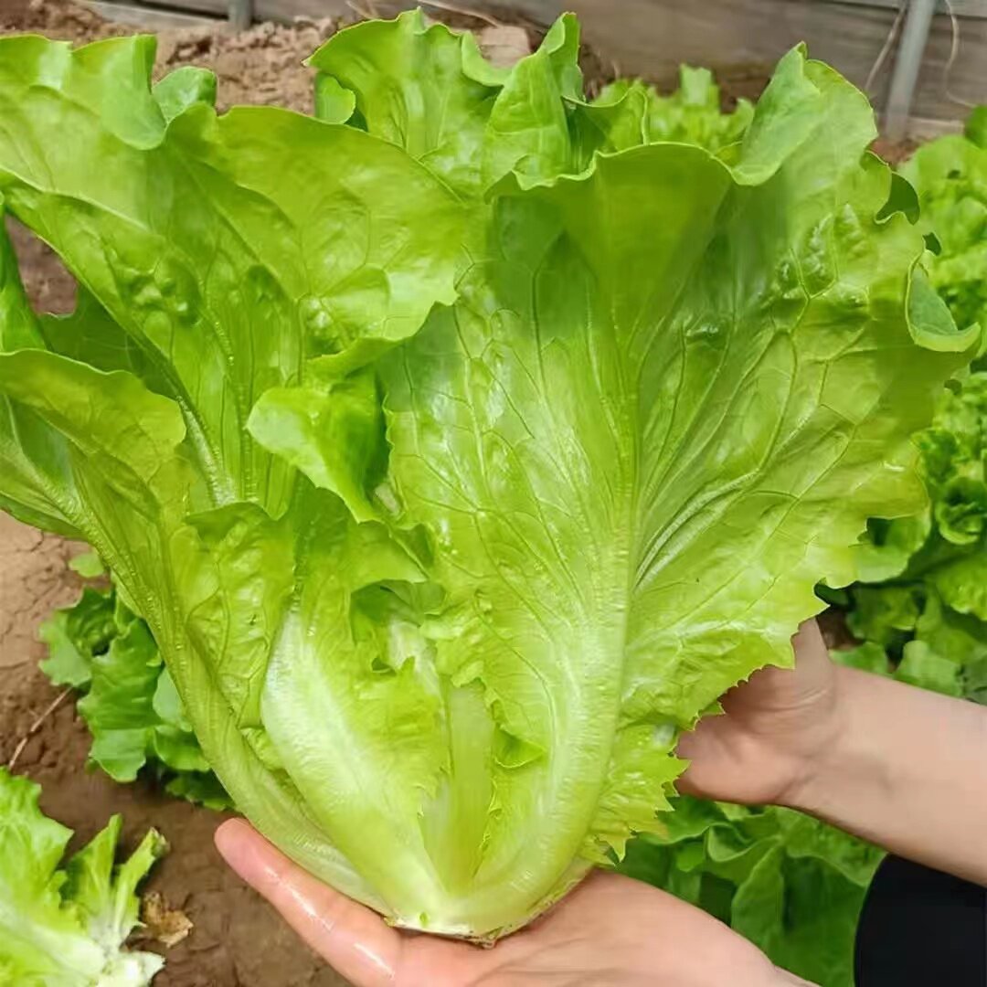 意大利生菜种子大全水培四季生菜种籽孑农家春夏秋冬季菜籽种南方
