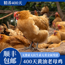 Egg Fresh Sen South Earth Chicken Now Kill Loose 400 Days butter Old Mother Chicken Shunfeng Net Remain 1100g ± 100g