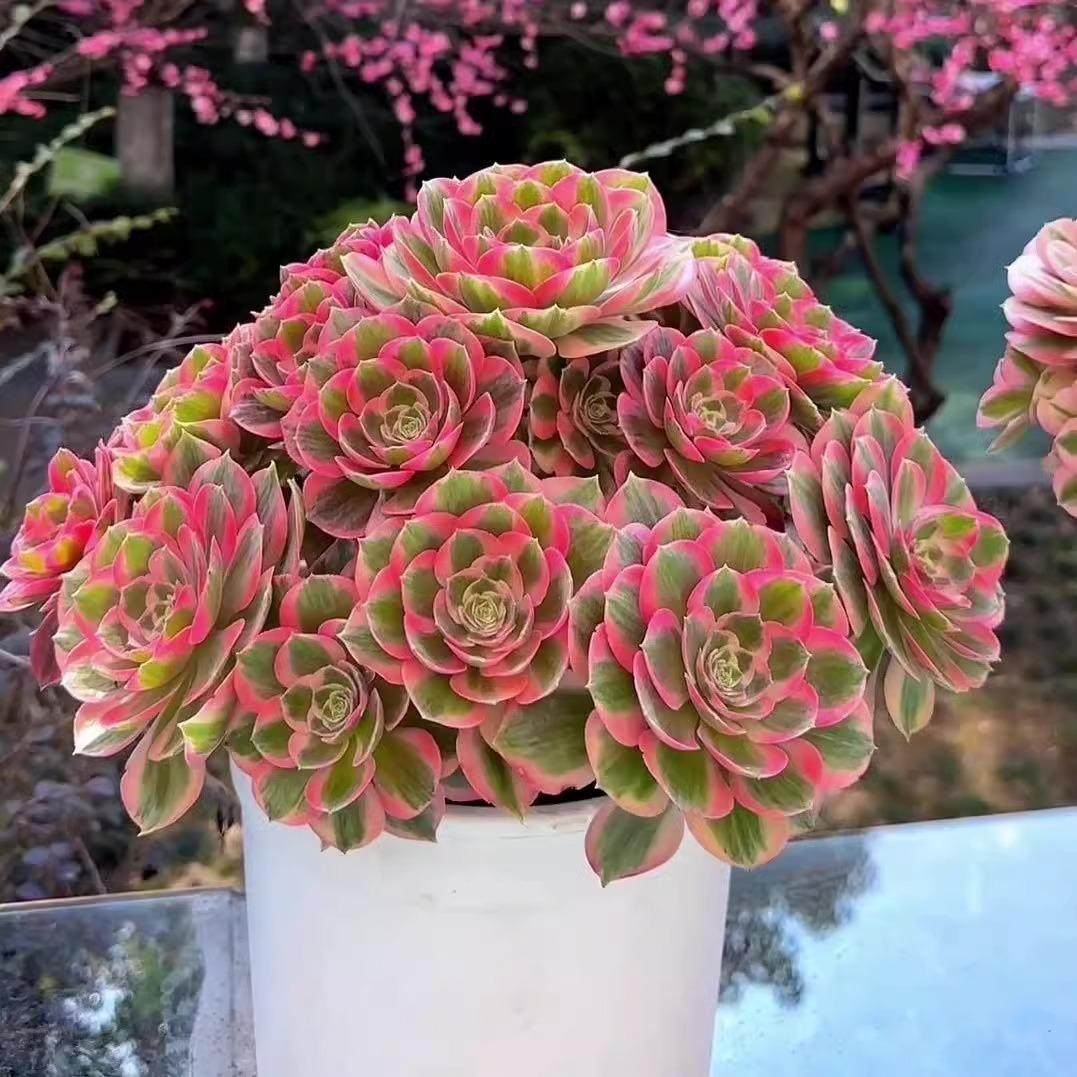 高档多肉植物超大颗粉韶华好养女巫老桩盆栽花卉美杜莎法师肉肉,淘宝优惠券,粉丝福利购,淘宝优惠卷