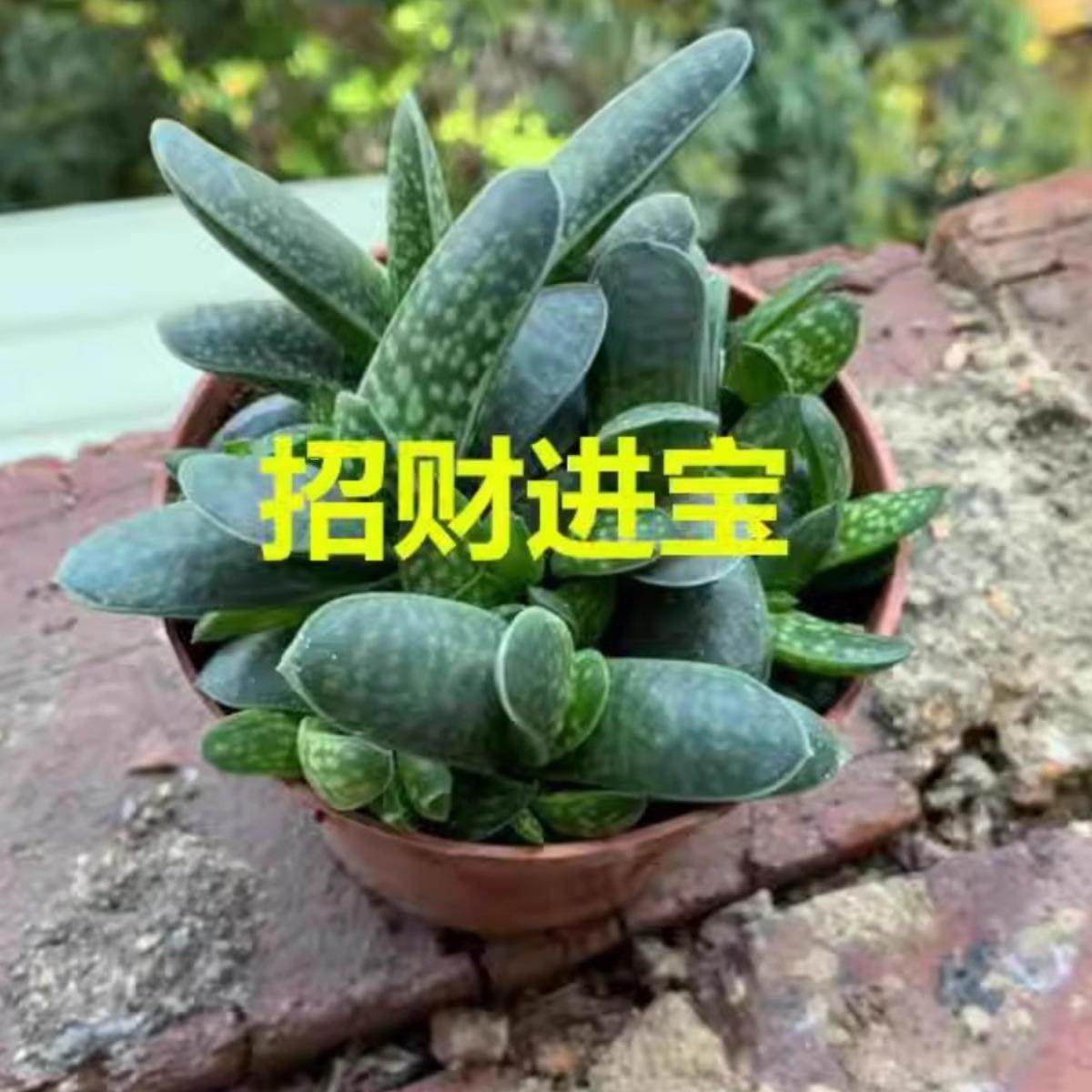 子宝群生多肉植物好养活群生多头好养室内盆栽花卉宝,淘宝优惠券,粉丝福利购,淘宝优惠卷