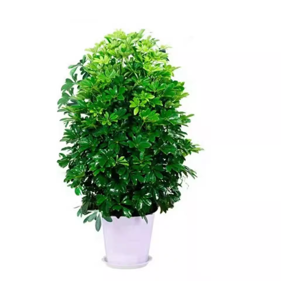 鸭脚木盆栽八方来财室内客厅大门口净化空气大型绿植招财树七叶莲,淘宝优惠券,粉丝福利购,淘宝优惠卷