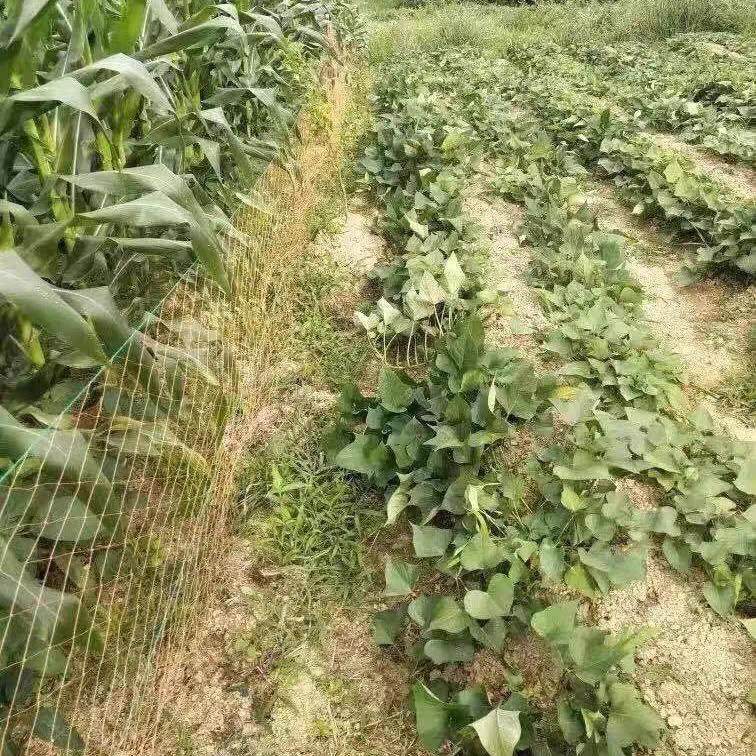 黄色轮胎线灰色尼龙果园防护网围网拦网天网养殖网网片户外专用网,淘宝优惠券,粉丝福利购,淘宝优惠卷