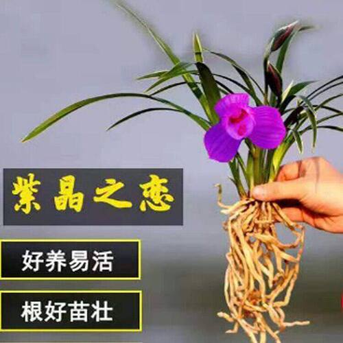 水培金边矮种建兰【红荷红】兰花苗浓香水味型客厅桌面净化空气 - 图0