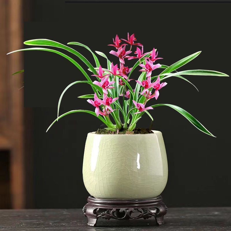 矮种金边兰花【凤月荷】浓香型建兰办公盆栽室内外花卉大全 - 图1