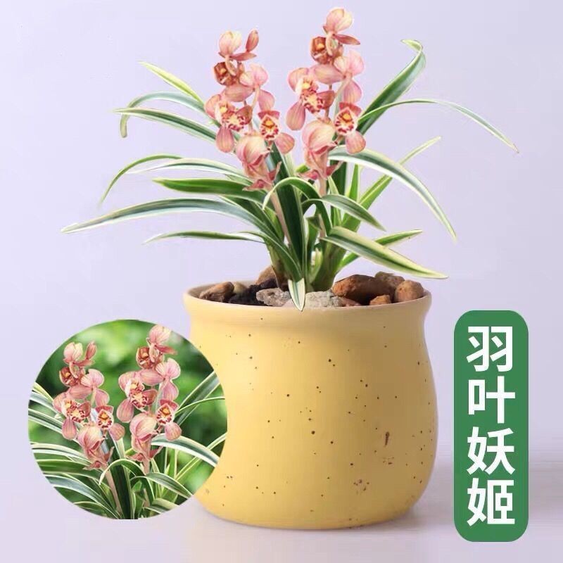 矮种金边兰花【凤月荷】浓香型建兰办公盆栽室内外花卉大全 - 图2