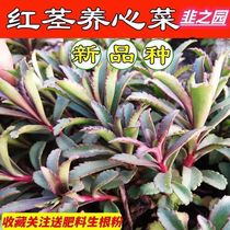 Red Stem Nourishing Cabbage Red Stem Salvation Dish With Selenium High Calcium Vegetable Feds Mosquitoes Grass Mosquito Bites