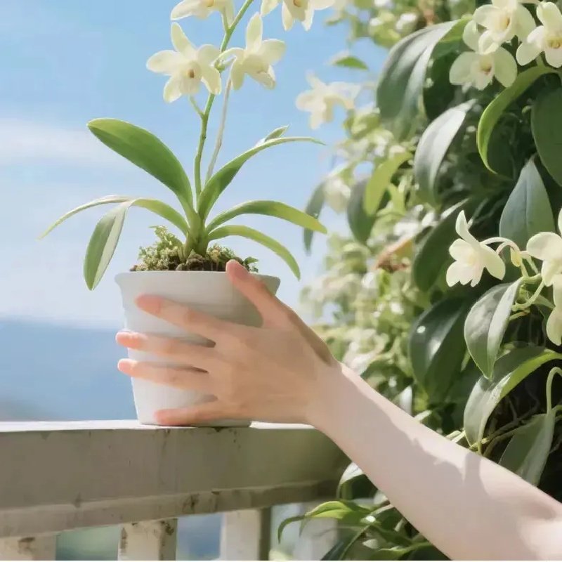 语悦花间兰花专用直喷营养液多箭素花肥免稀释开花肥料单质磷肥,淘宝优惠券,粉丝福利购,淘宝优惠卷