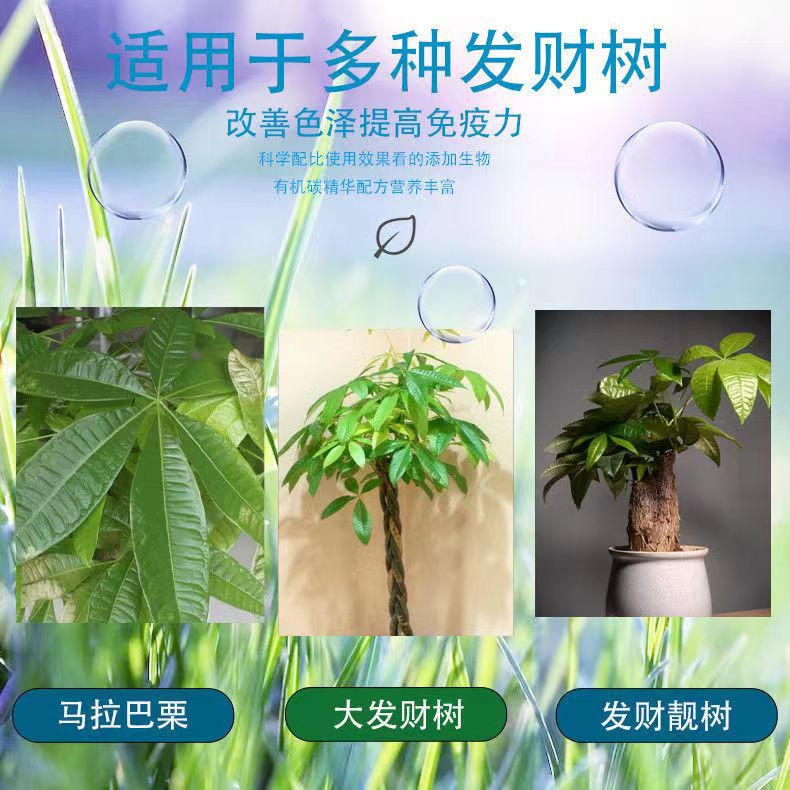 花之缘发财树专用家庭园艺浓缩营养液促进生长叶片嫩绿根茎健壮 - 图2