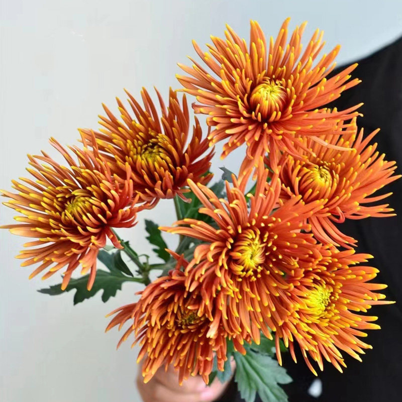 【精品】新鲜烟花菊安娜菊面包菊鲜花真花家用水培瓶插花云南直发,淘宝优惠券,粉丝福利购,淘宝优惠卷