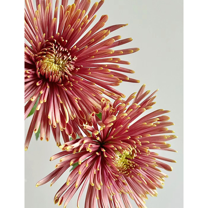 【精品】新鲜烟花菊安娜菊面包菊鲜花真花家用水培瓶插花云南直发,淘宝优惠券,粉丝福利购,淘宝优惠卷